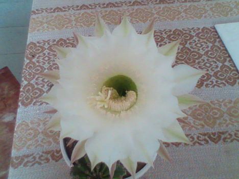 gömbkaktusz fehér2 (Ez a tavaji virága!)