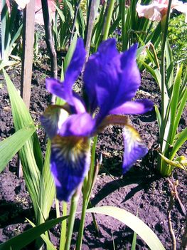 holland iris