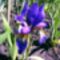 holland iris
