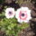 Kinyilt_az_elso_klaresz_altal_kuldott_szellorozsam_730163_49310_t