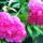 Peonia_730758_46438_t