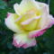 Rózsák 7