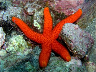 tengeri csillag 3