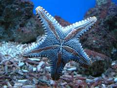tengeri csillag 6