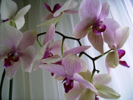 Anyáknapjára kaptam ezt az orhideát