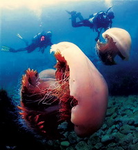 meduza 6