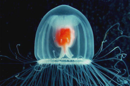 meduza 8