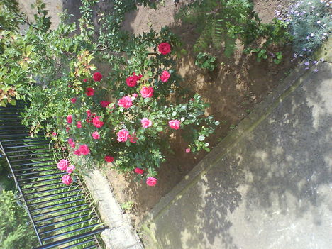 Rózsa az erkélyről