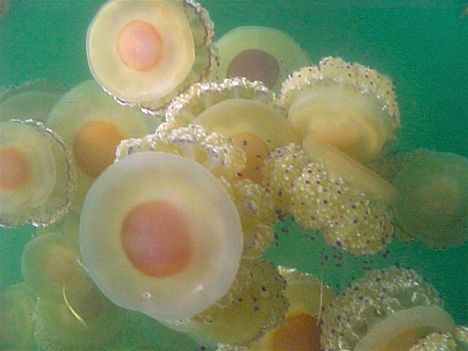 szemölcsös meduza 1