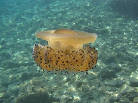 szemölcsös meduza 2