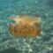 szemölcsös meduza 2