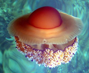 szemölcsös meduza 3