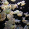 szemölcsös meduza 4