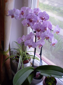 orhideám 32 virággal