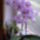 Orhideam_32_viraggal_743109_68698_t