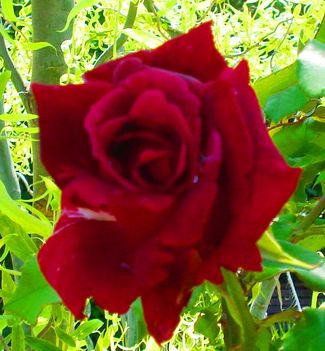 szív-róza