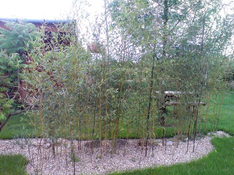 bambuszok