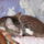 Cicmicpihi_747909_86696_t
