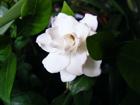 Gardénia virágja