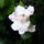 Gardenia_viragja_747900_43897_t