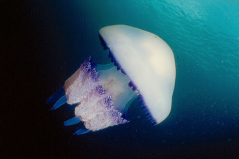 gyökérszájú meduza 1