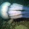 gyökérszájú meduza 2