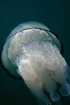 gyökérszájú meduza 3