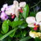 Lepke Orchidea / Ujra virágzik/ 1