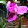 Lepke_orchidea__ujra_viragzik_2_747893_27918_t