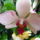 Lepke_orchidea__ujra_viragzik_6_747897_99140_t