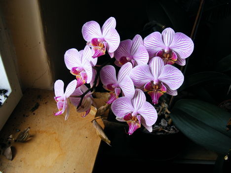 Lepke Orchidea / Ujra virágzik ötödjére/