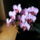 Lepke_orchidea__ujra_viragzik_otodjere_747899_31639_t