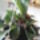 Szarvasagancspafrany_747050_57241_t