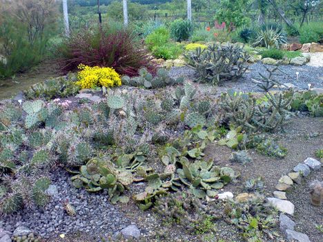 télálló kaktuszok