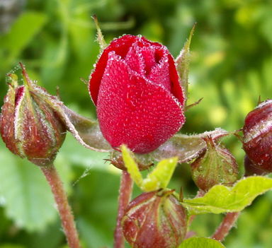 Törpe rózsa