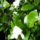 Viragzo_gardenia_bokrok_747901_58631_t