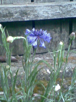 Búzavirág kék 1