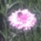 Búzavirág rózsaszin 1