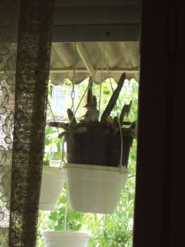 fészket rakott a kis madár a kaktusz cserepébe.2010