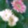 Gerbera_1_749741_74005_t