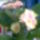 Gerbera_2_749742_34676_t