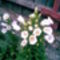 Harangvirág fehér 1