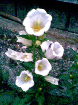 Harangvirág fehér 2