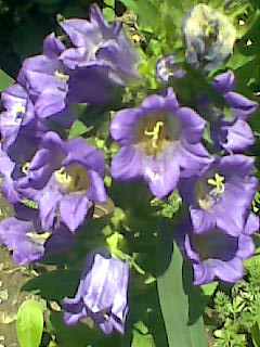 Harangvirág lila 1