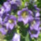 Harangvirág lila 1