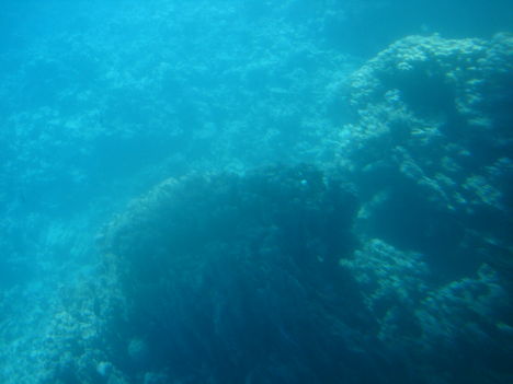 Korall a Vörös tenger mélyén 1