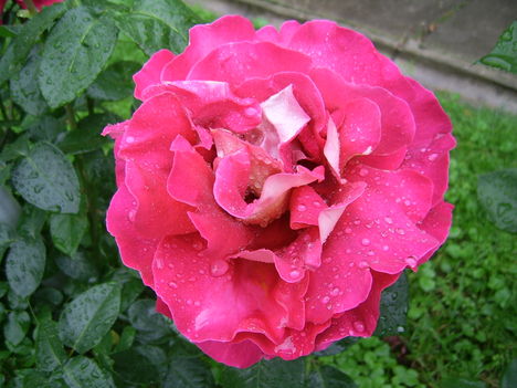 Vizes rózsa 11