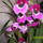 Arvacska_orchidea_704087_25113_t
