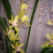 Cimbidium orchidea