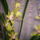 Cimbidium_orchidea_704083_98511_t